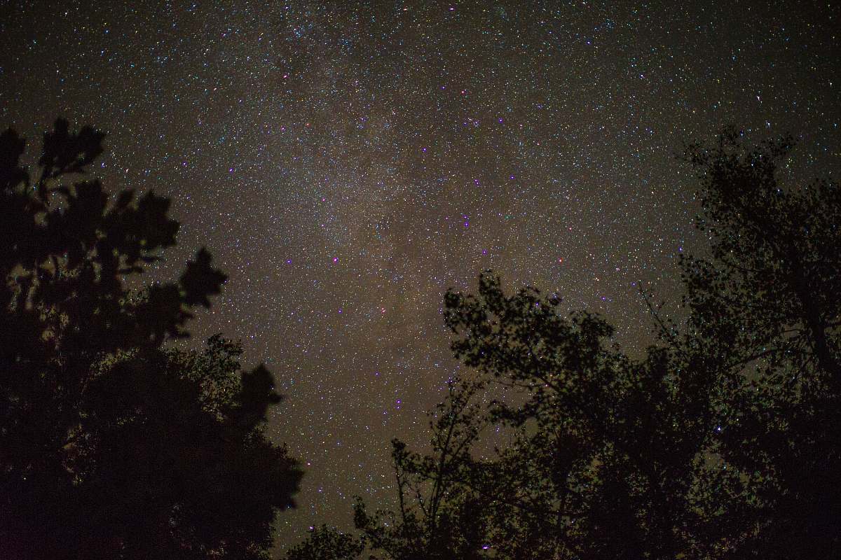 milky way trees during nighttime night